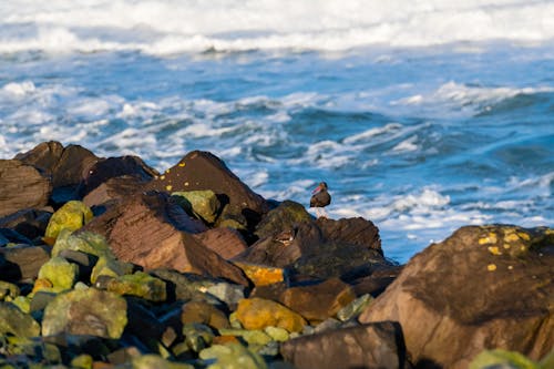 Ingyenes stockfotó állatfotók, erodált, fekete oystercatcher témában