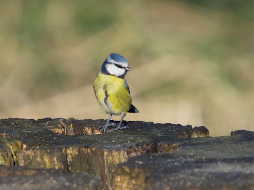 Foto d'estoc gratuïta de au, enfocament selectiu, fotografia d'animals