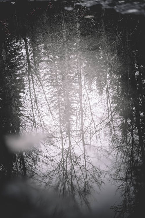 Kostnadsfri bild av dimma, frost, gren