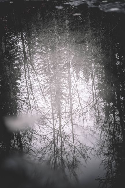Calm reflection of leafless trees in a puddle creating a serene forest scene.