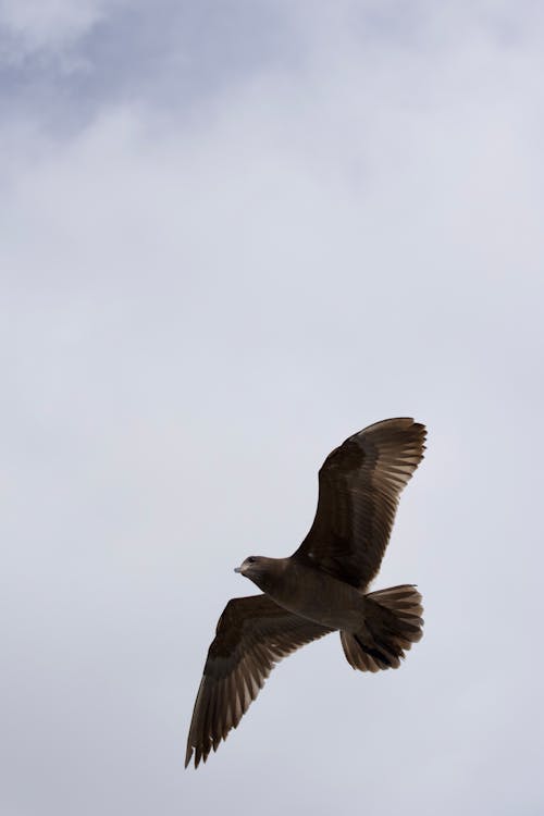 Immagine gratuita di aria, cloud, fotografia di animali