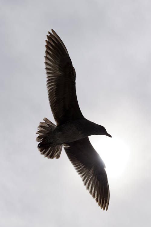 Imagine de stoc gratuită din aer, aripi, fotografie cu animale sălbatice