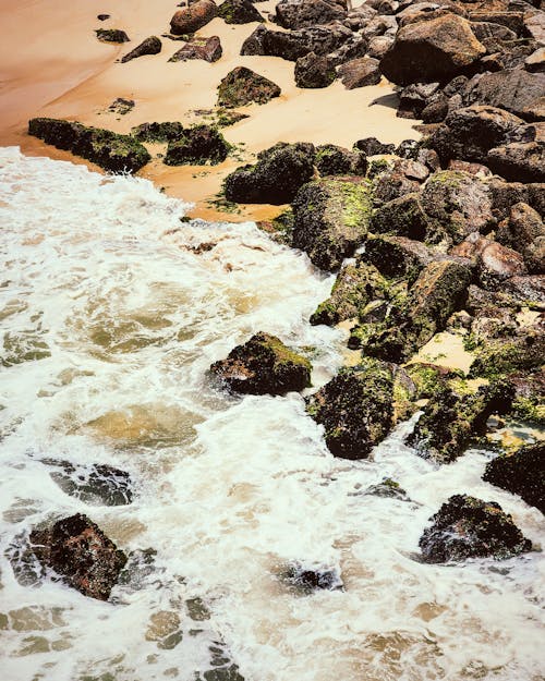 Fotos de stock gratuitas de agua, al aire libre, algas