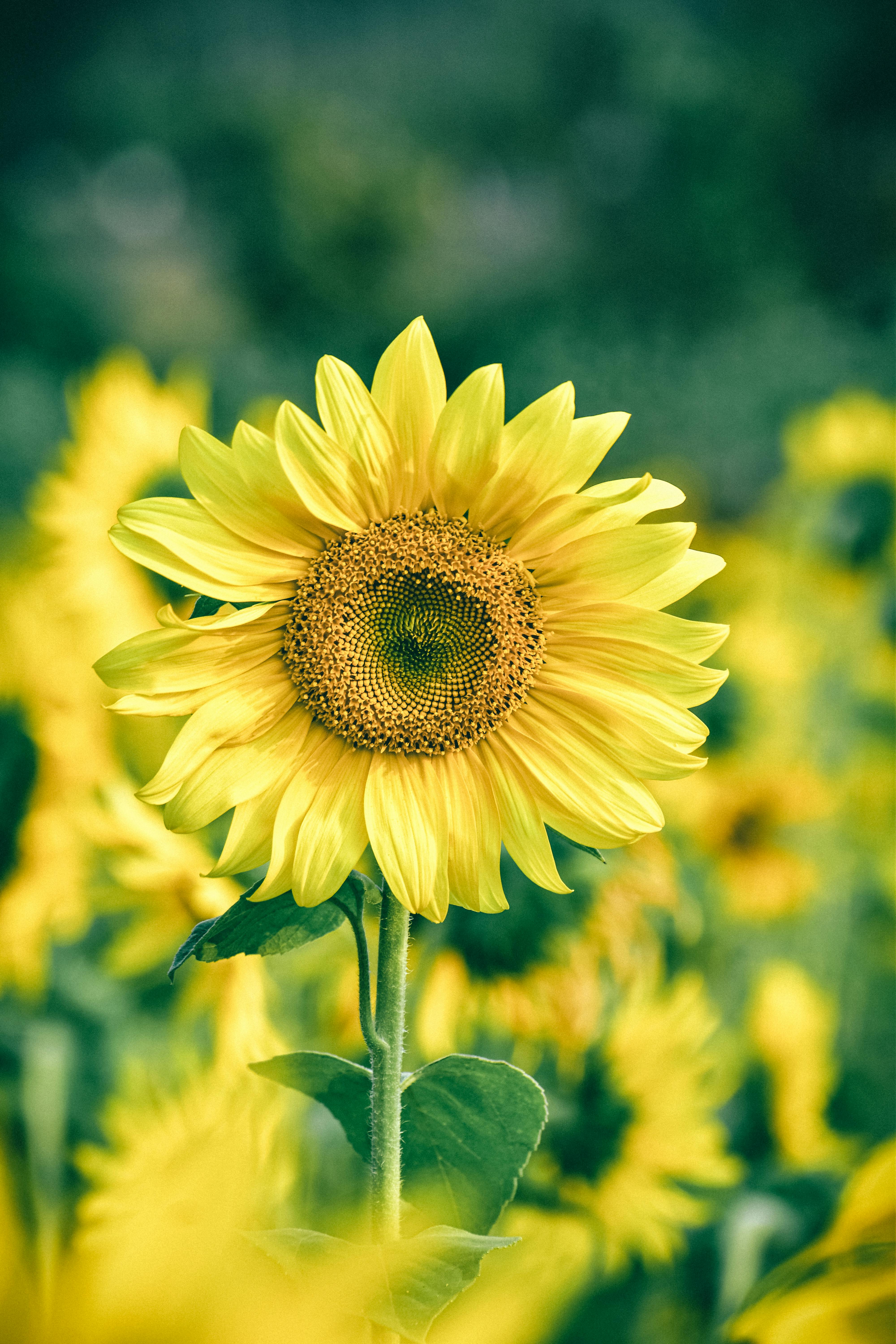 Close-up of a bright yellow sunflower in a lush green field in India.