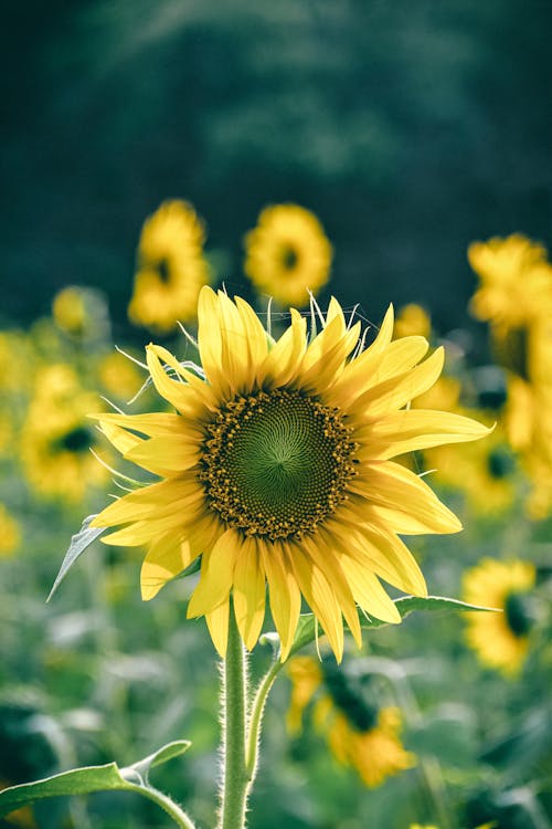 Foto profissional grátis de amarelo, área, flor