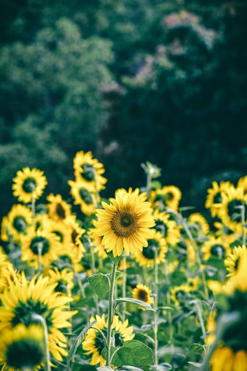 向日葵, 垂直拍攝, 天性 的 免費圖庫相片