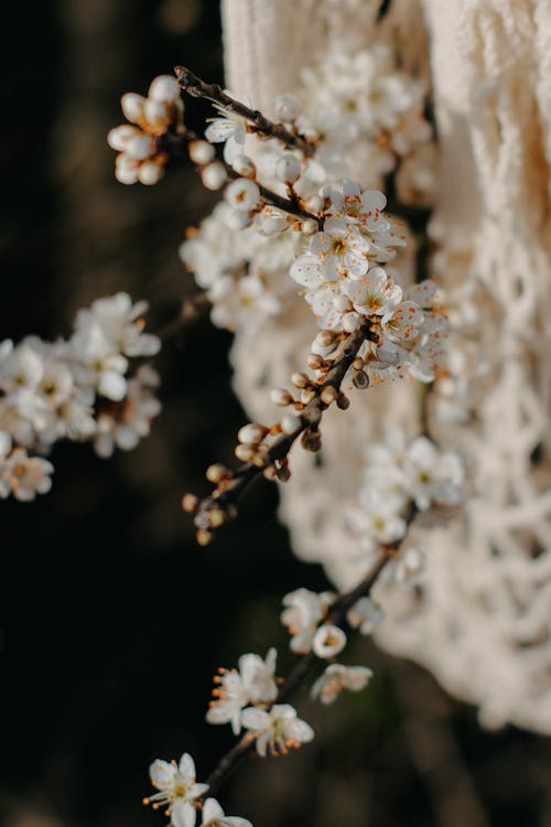 Photos gratuites de abricot, arbre, branche