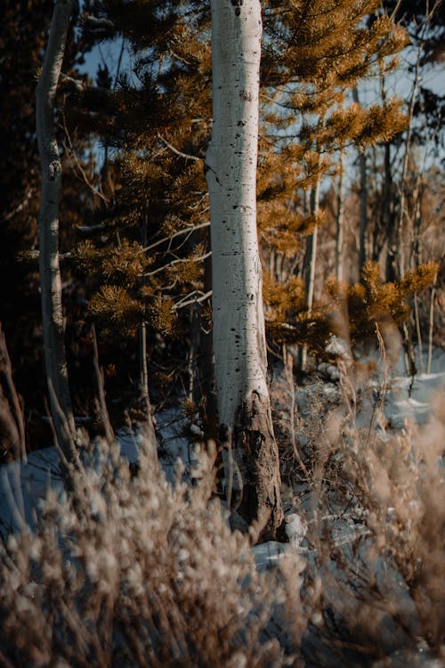 A white birch tree in the snow