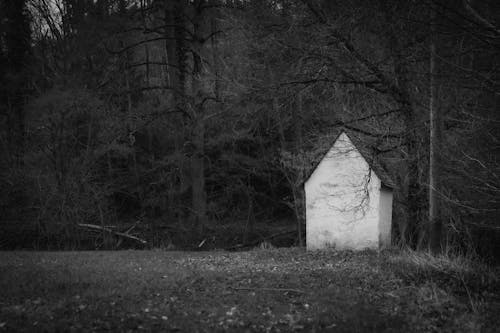 Foto d'estoc gratuïta de arbres, blanc i negre, bosc