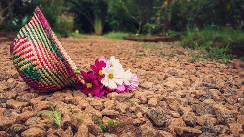 Free stock photo of beautiful flower, flower, hat