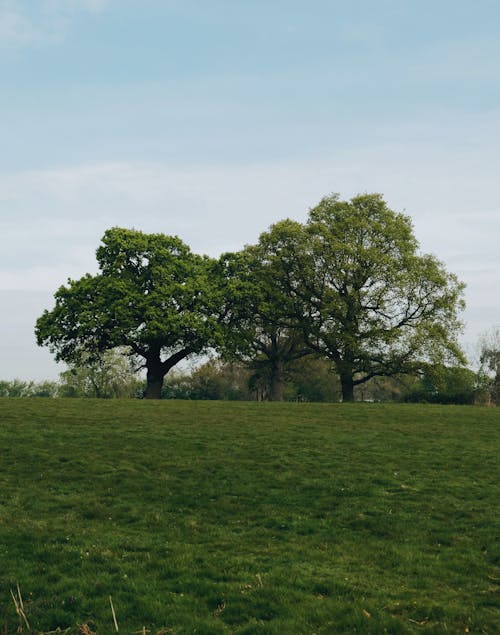 Imagine de stoc gratuită din arbori, campii, fotografiere verticală