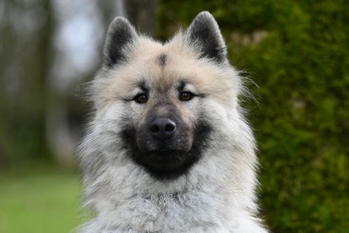 Free Close-up portrait of a fluffy Keeshond dog standing outdoors with a blurred natural background. Stock Photo