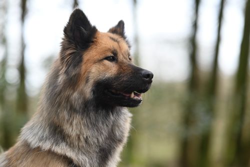 Free Side profile of a fluffy dog outdoors, showcasing its natural beauty and alert expression. Stock Photo