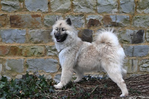 Kostenloses Stock Foto zu haustier, hund, mauer