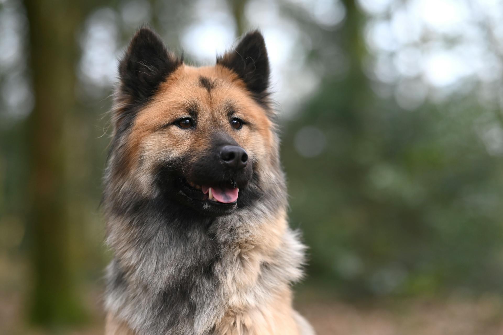 Portrait of German Shepherd Puppy