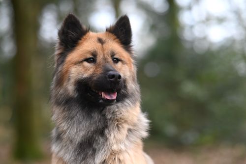 Free Portrait of an adult German Shepherd dog outdoors, showcasing its fluffy coat and alert expression. Stock Photo
