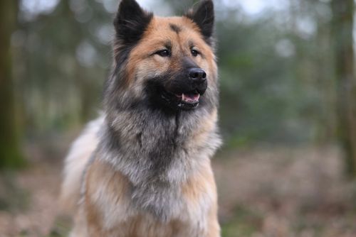 Free A beautiful Eurasier dog stands alert in a serene outdoor forest environment. Stock Photo