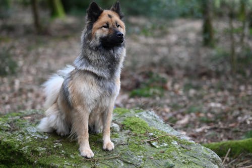 Kostenloses Stock Foto zu bäume, eurasier, fels