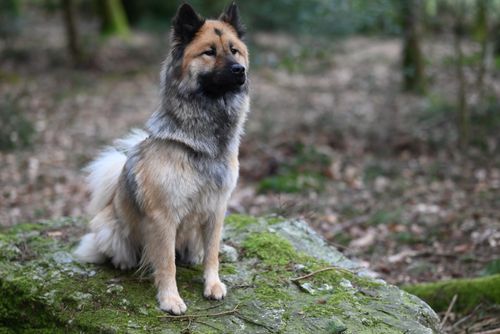 Free A cute Eurasier dog sits calmly on a moss-covered rock in a serene forest landscape. Stock Photo