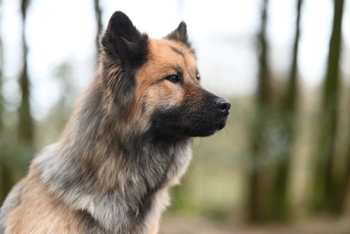 Free Profile view of an Eurasier dog outdoors in a forest setting. Stock Photo