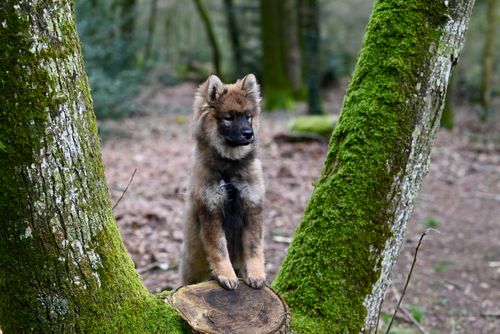 Free Charming puppy standing on a tree stump in a lush, mossy forest setting. Stock Photo
