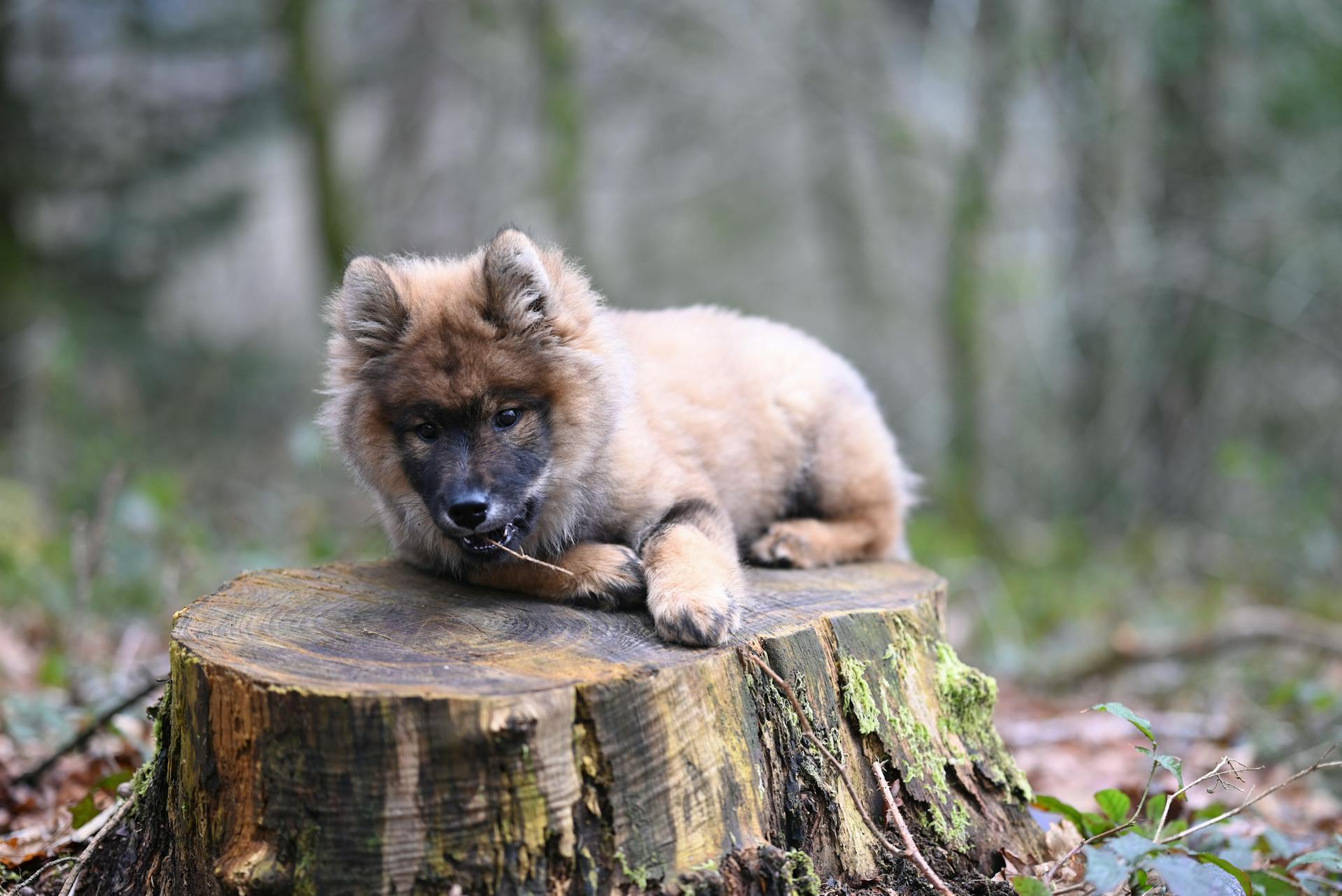 Un chiot berger allemand couché sur un tronc d'arbre