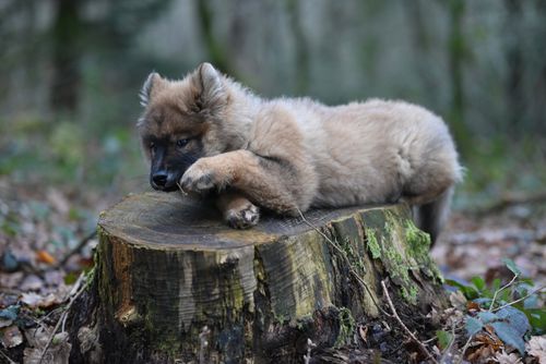 Free Chiot Eurasier ÜYouyou Stock Photo