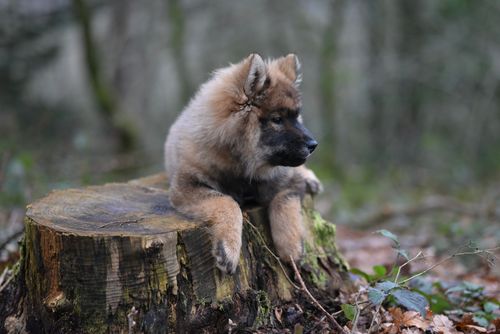 Free A fluffy puppy rests on a tree stump in a serene forest setting, showcasing its cute and calm demeanor. Stock Photo