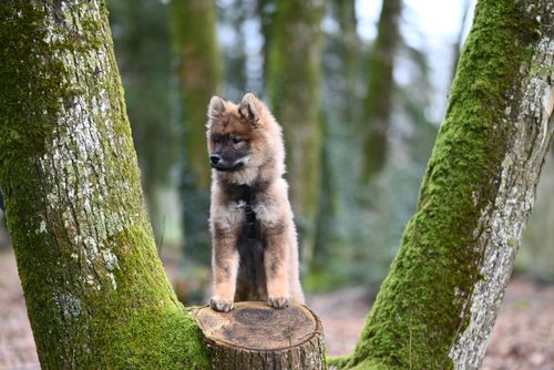 Free Chiot Eurasier ÜYouyou Stock Photo