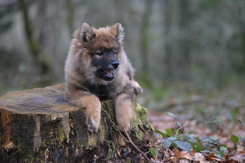 Free Adorable Eurasier puppy resting on a tree stump, surrounded by a tranquil forest setting. Stock Photo