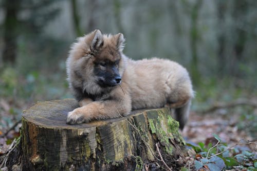 Chiot Eurasier üyouyou