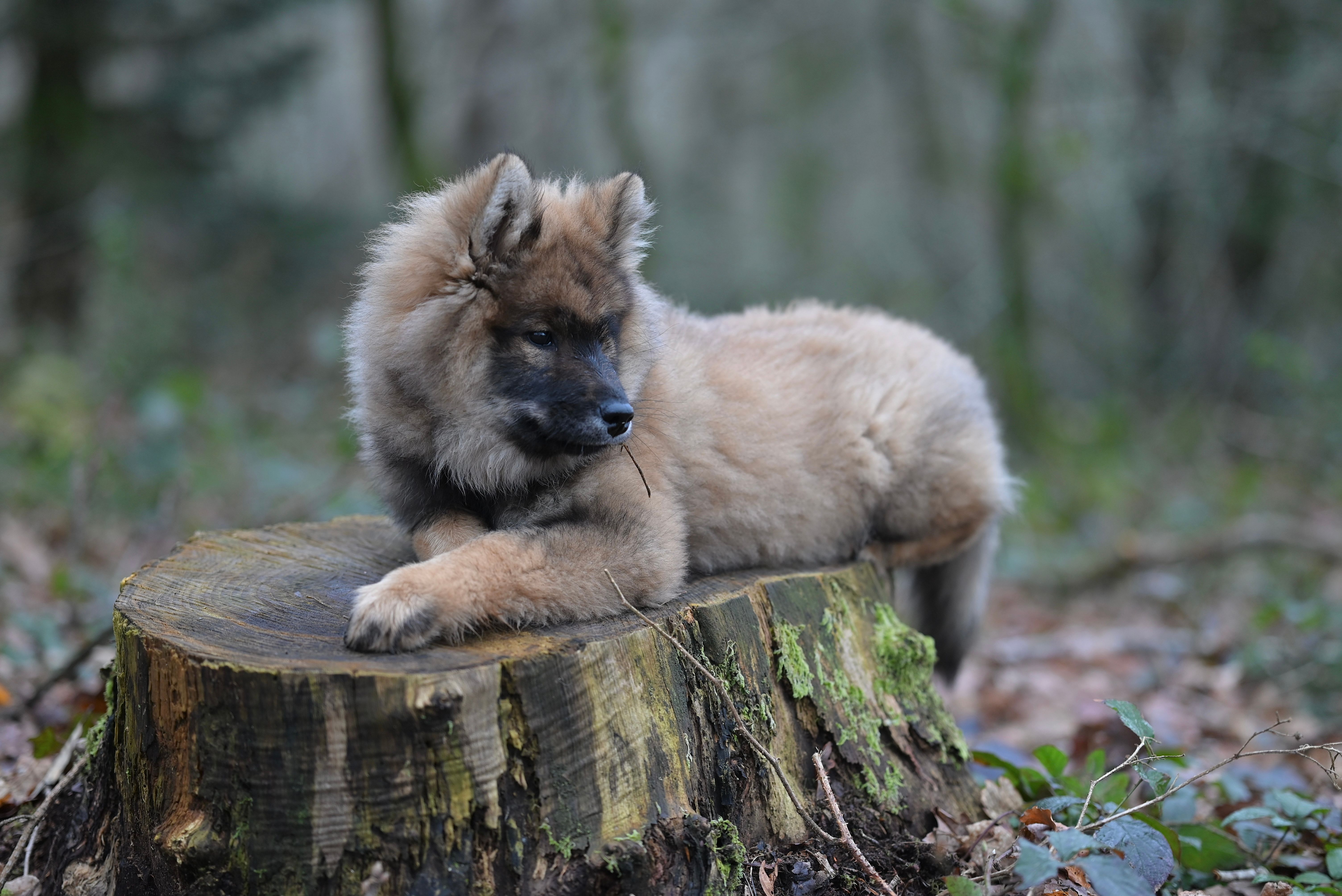 Puppy Dog Lying Down on Tree Trunk · Free Stock Photo