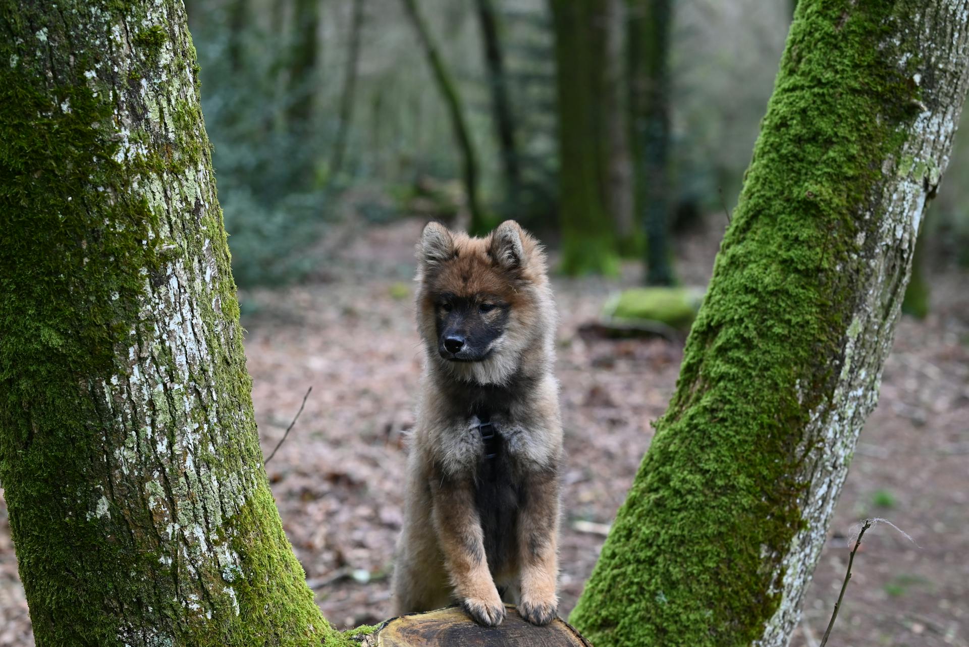 Un chiot de berger allemand sur un arbre