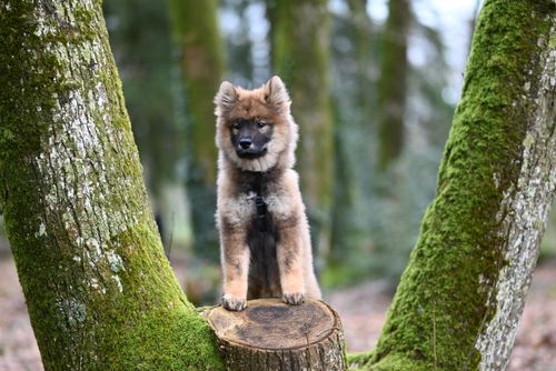 Free Chiot Eurasier ÜYouyou Stock Photo