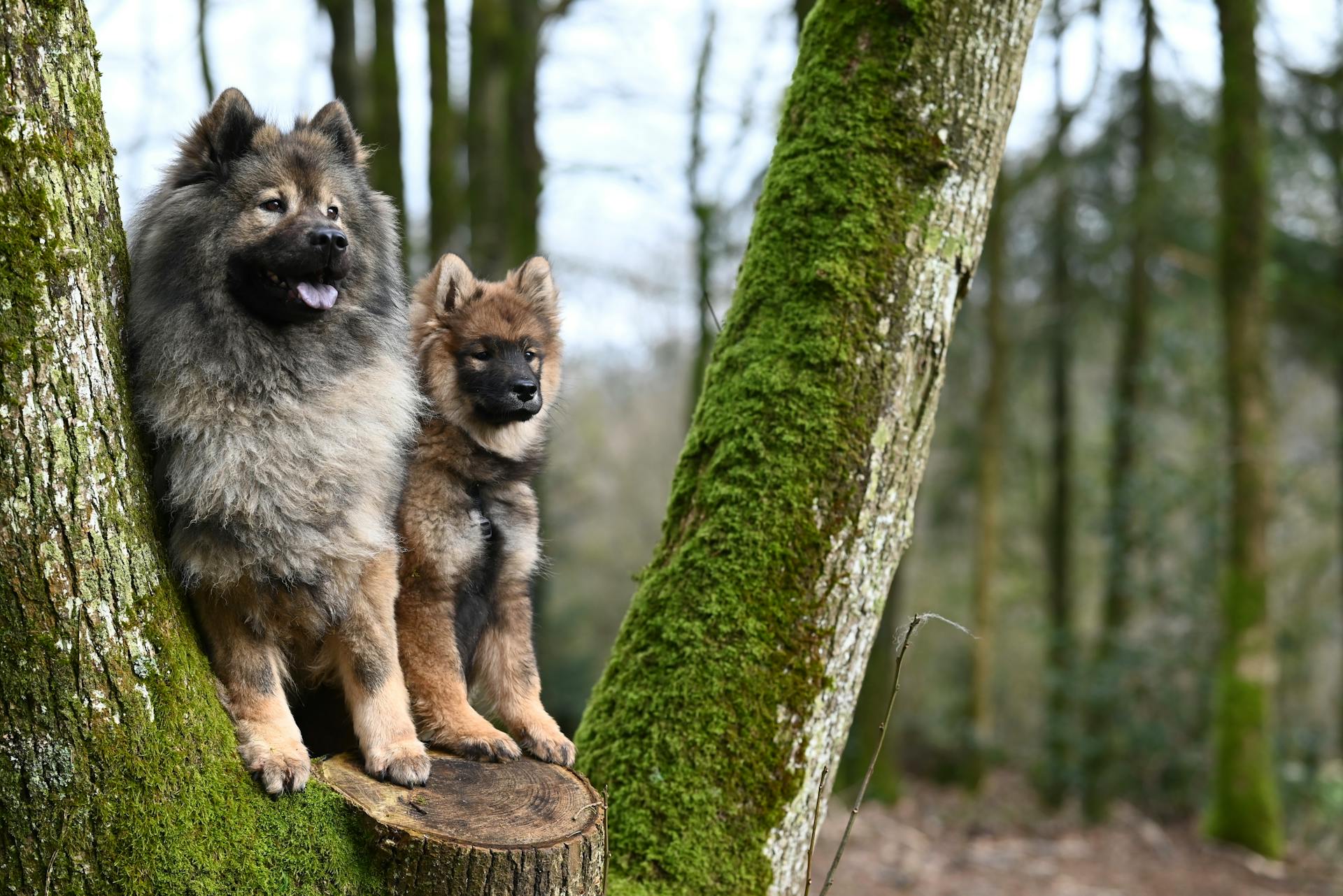 Dogs Puppies on Tree in Forest