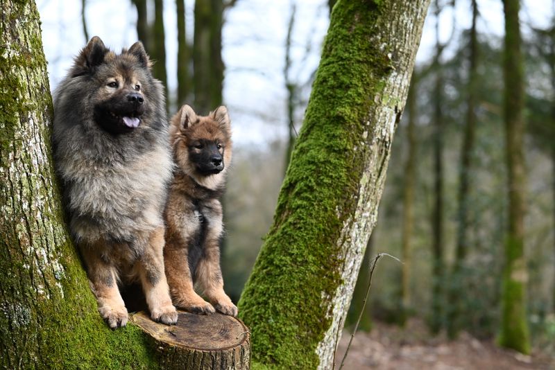 苔むした森の犬