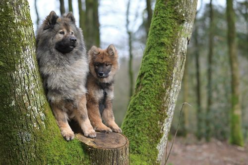Free Chiot Eurasier ÜYouyou , Eurasier Plinn femelle Stock Photo