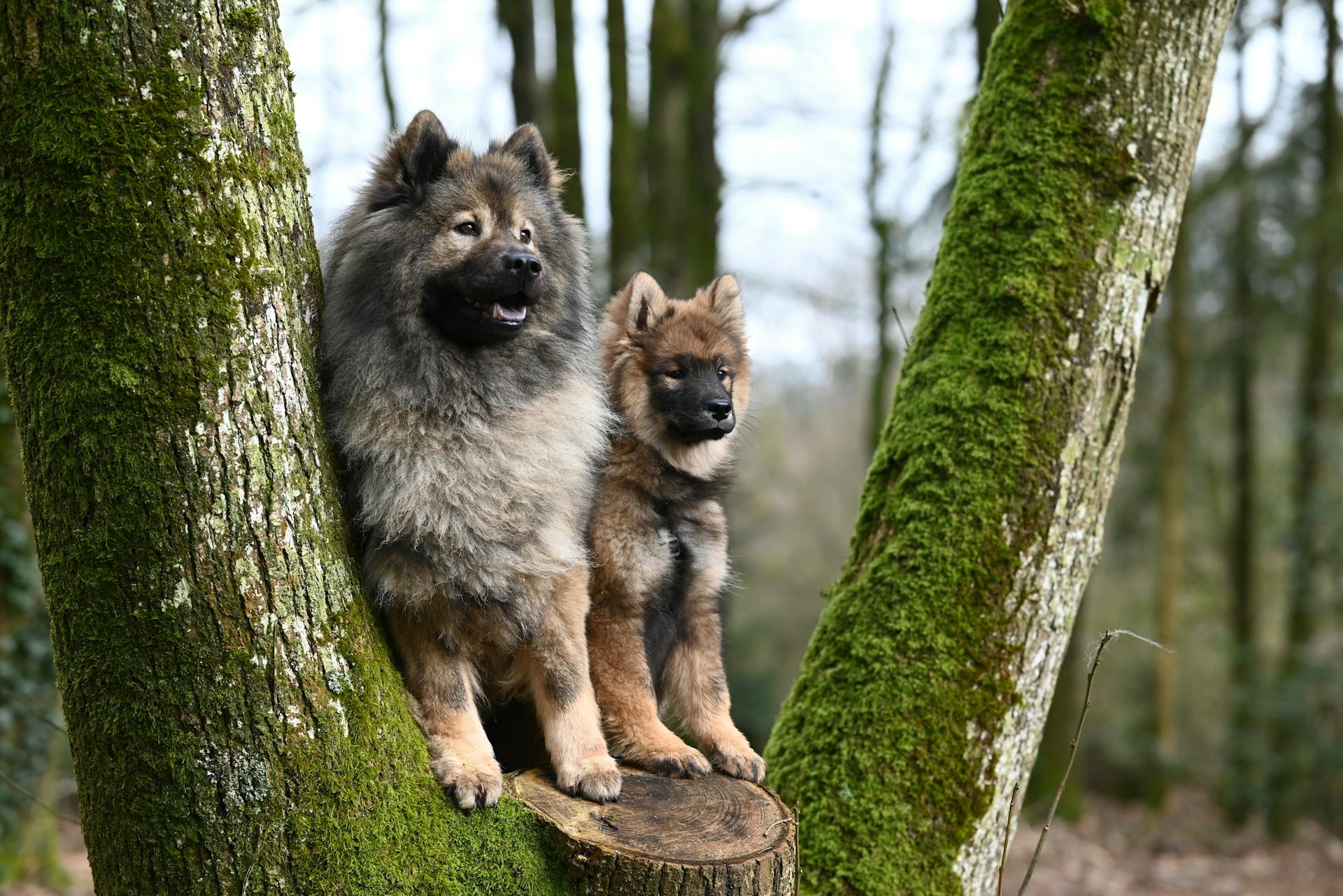 Eurazier Dogs in Park