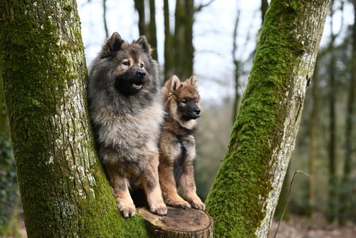 Free Chiot Eurasier ÜYouyou , Eurasier Plinn femelle Stock Photo
