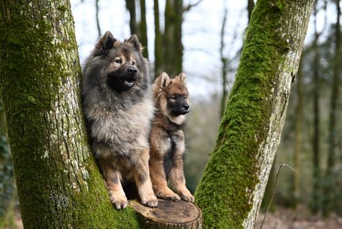 Free Chiot Eurasier ÜYouyou , Eurasier Plinn femelle Stock Photo