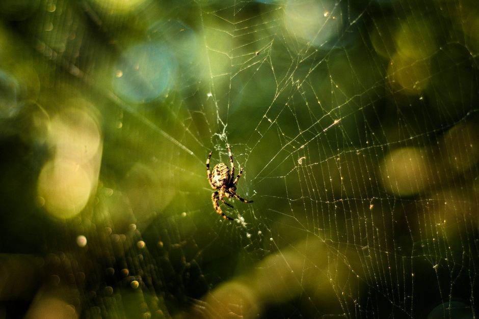Macro shot of a spider in its intricate web against a lush green background, showcasing natural patterns.