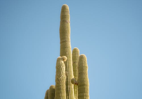 A cactus plant with a long stem and a blue sky