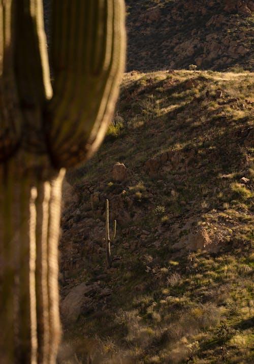 Gratis stockfoto met Arizona, cactus, detailopname