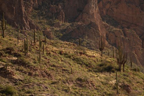 Free Explore the rugged beauty of the Superstition Mountains with iconic cacti and rocky terrain. Stock Photo
