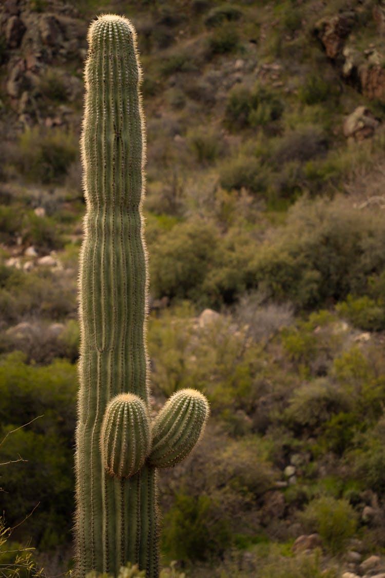 Tall Cactus In Nature