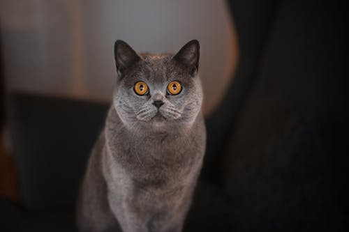 ネコ, ブリティッシュショートヘア, ペットの無料の写真素材