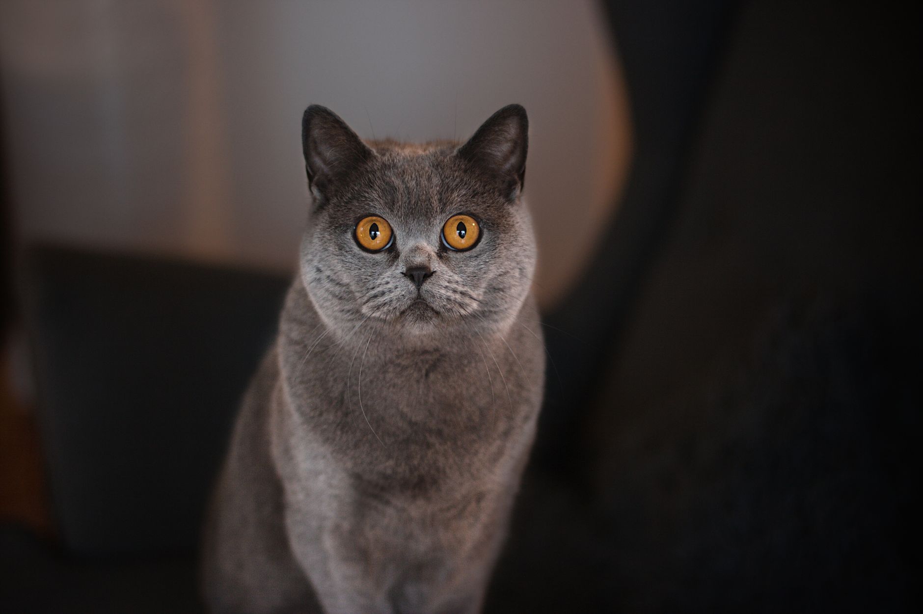 Portrait of a cat at a veterinary clinic