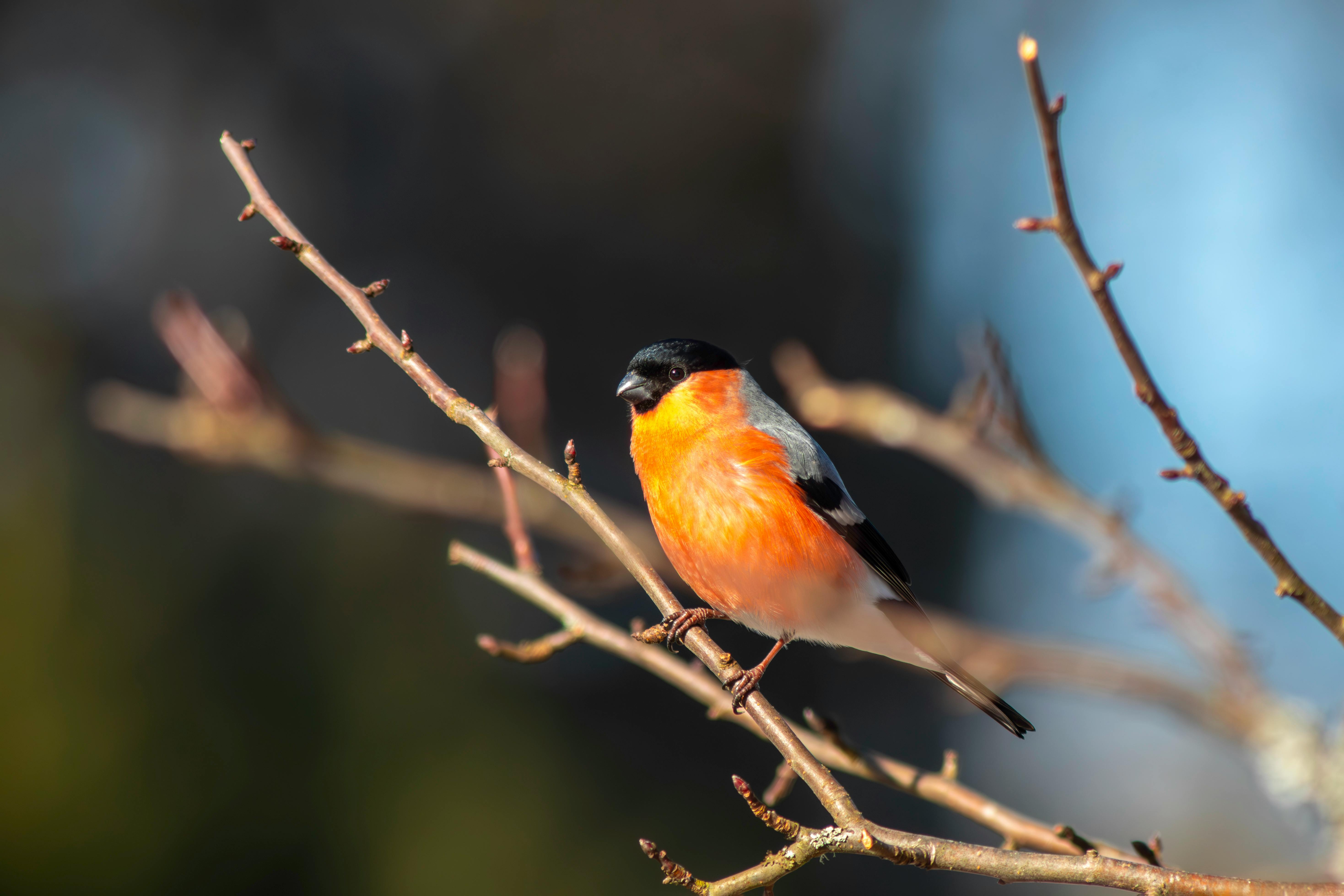 A small bird sitting on a branch with no leaves · Free Stock Photo