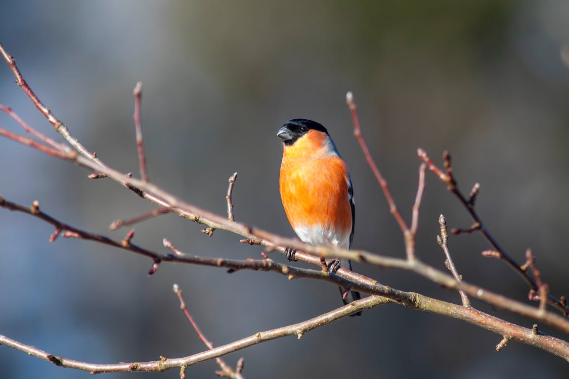 A bird is sitting on a branch in the middle of a tree