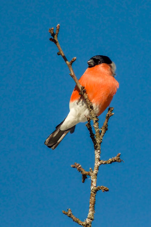 A bird is perched on a branch with a blue sky in the background